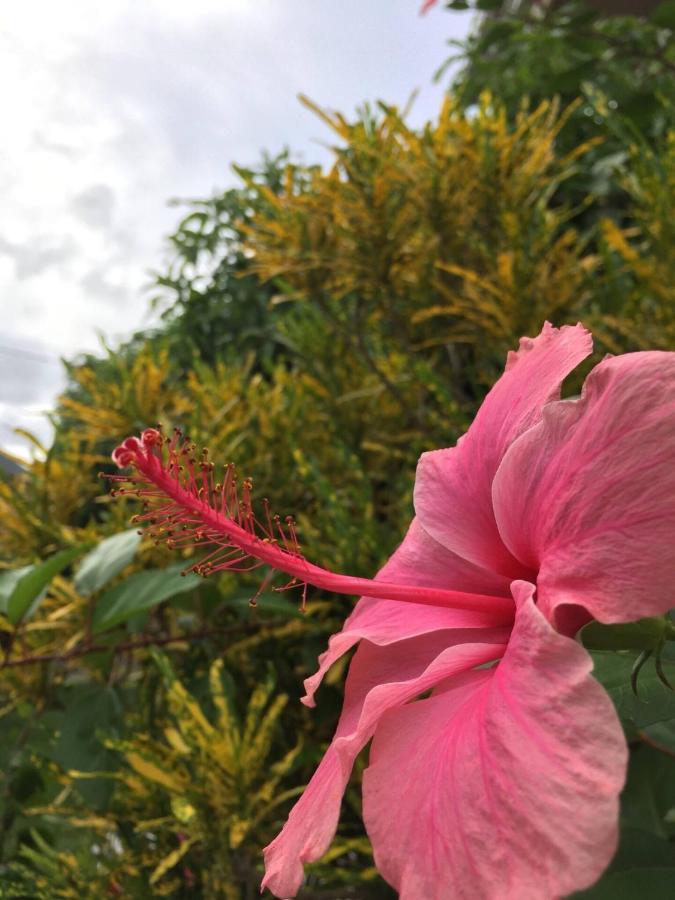 Bungalow Mangifera Proche De La Plage เลอ ดีอามงต์ ภายนอก รูปภาพ