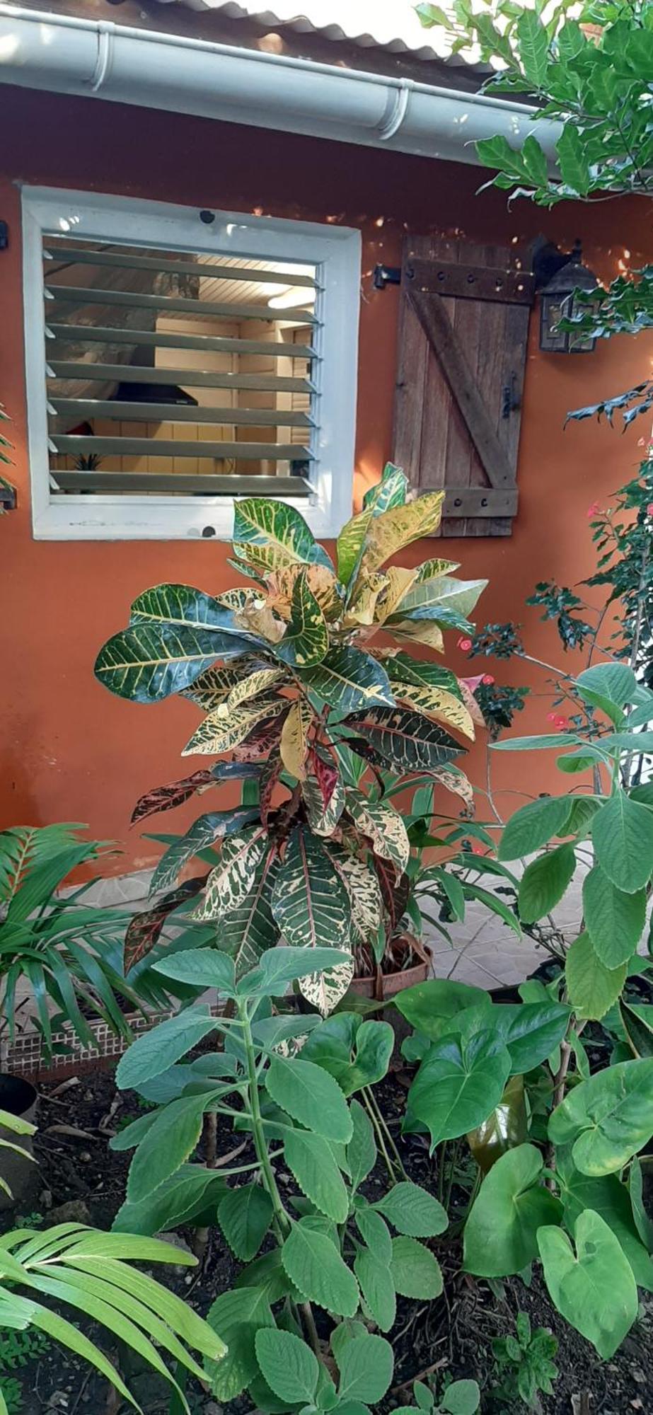 Bungalow Mangifera Proche De La Plage เลอ ดีอามงต์ ภายนอก รูปภาพ